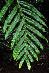 fern leaf in the forest