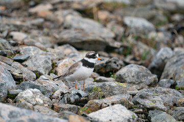 Ringed Plover (Charadrius hiaticula)