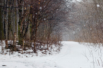 Winter forest during snowfall, winter landscape with a road in the woods