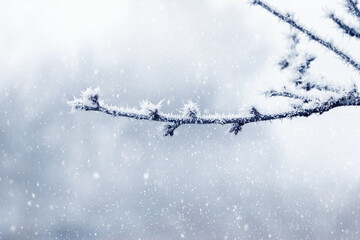 Frost-covered tree branch on a blurred background during a snowfall