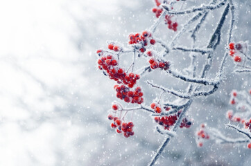 Frost-covered red rowan berries on a tree during a snowfall