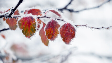 Frosty colorful leaves in winter on a light background