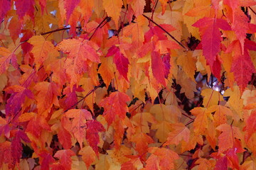 Leaves43