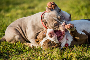 Two American Bully puppies dogs are playing