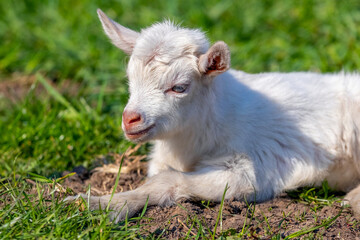 Fototapeta premium A small white goat lies on the grass in sunny weather