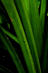 pandan green leaf with water drops
