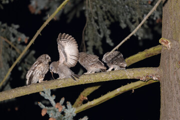 Tawny owl female is feeding her juveniles