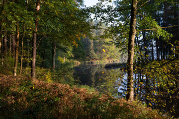 Morning in the forest in Swietokrzyskie Poland.