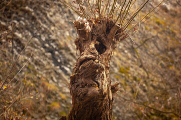 A tree trunk representing a face. A tree was pruned and a face appeared