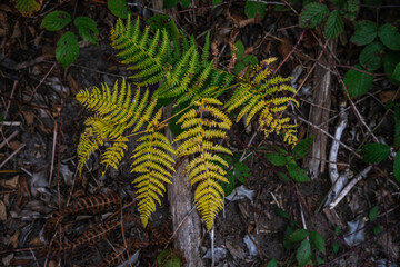Autumn Fern