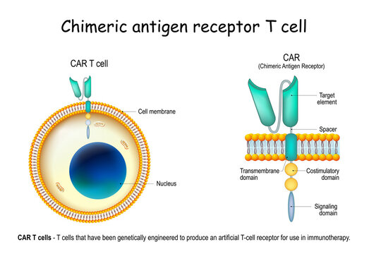 CAR - Chimeric antigen receptor T cell