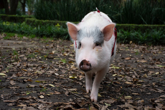 Cerdo rosa como mascota caminando de frente