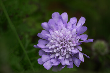 close up of a purple flower in kirstenbosch national garden