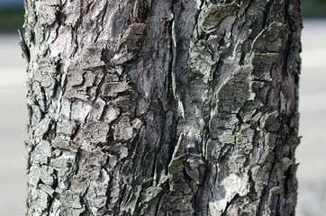 The bark is the skin of the trees: they draw very particular images, full of wrinkles, throats, particular lines that indicate the time and the health of the plants of the forest.