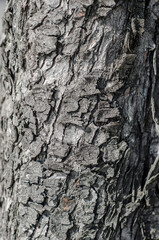 the bark always resembles human skin with the signs of time and wounds. Tronco draws particular lines, full of wrinkles, gorges, cracks, with ash gray shades,