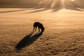 Dogs in morning light