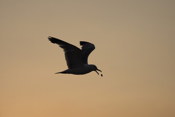 
seagulls at sunset