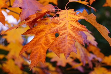 Fototapeta premium Leaves10