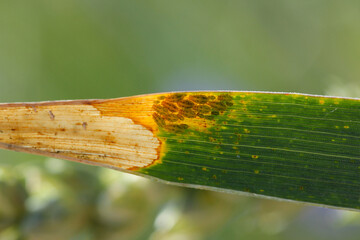 Aphids the cereal leaf. It is an aphid in the superfamily Aphidoidea in the order Hemiptera pest of...