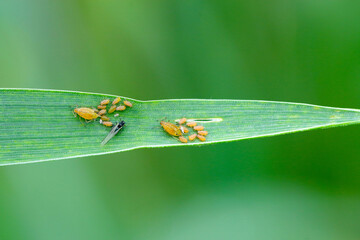 The English Grain Aphid (Sitobion avenae). Colony on cereal leaves.