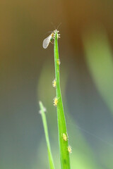 The English Grain Aphid (Sitobion avenae). Colony on cereal leaves.
