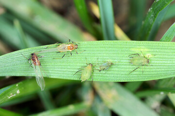 Naklejka premium Aphids the cereal leaf. It is an aphid in the superfamily Aphidoidea in the order Hemiptera pest of cereals.