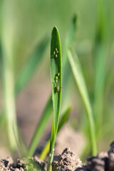 The English Grain Aphid (Sitobion avenae). Colony on cereal leaves.