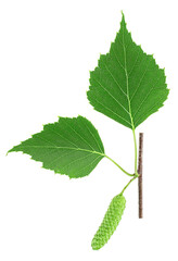 Green birch bud and leaves isolated on a white background, top view.
