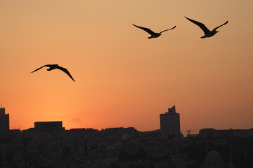 
seagulls at sunset