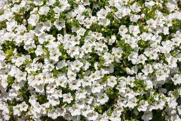 Many white flowers of Petunia in the park, background
