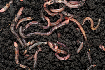 Group of earthworms in black soil as background. Gardening concept. Garden compost and worms. - obrazy, fototapety, plakaty