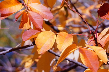 Leaves_2