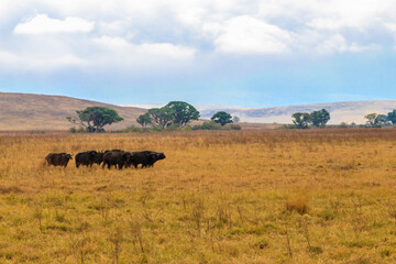 Fototapeta na wymiar Herd of African buffalo or Cape buffalo (Syncerus caffer) in Ngorongoro Crater National Park in Tanzania. Wildlife of Africa