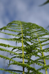 
natural plants and flowers