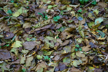 A bunch of various autumn leaves in the grove.