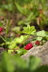 
natural plants and flowers