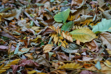 A bunch of various autumn leaves in the grove.