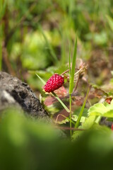 
natural plants and flowers