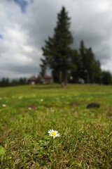 
natural plants and flowers