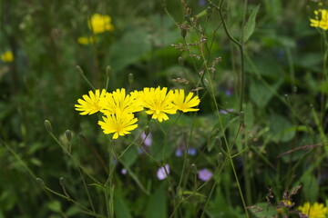 
natural plants and flowers