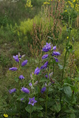 
natural plants and flowers
