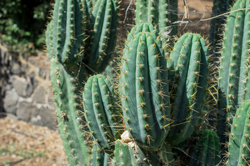 Pilosocereus pachycladus cactus in   the Tenerife, Canary islands