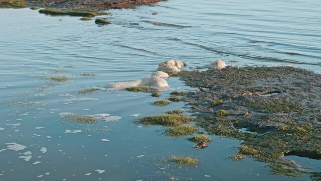 View of foam on water of Kara sea. Place of rookery on Yamal Peninsula.