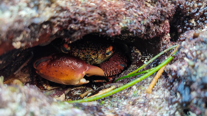 crab on a rock