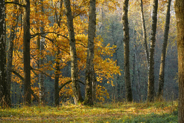 Beautiful autumn landscape. Oak Grove Birch Forest