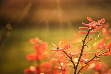 Farbenfrohe Dornenhecke im Herbst 