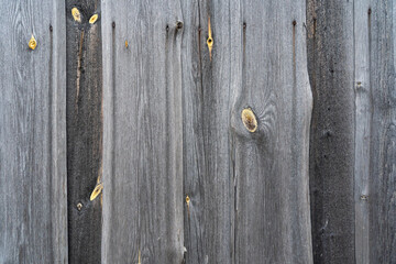 An old wet wall of a rustic barn. Rough planks have turned gray with time. Yellow knot cuts are visible. Background. Texture.