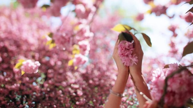 Woman gently touch bunch of lush cherry flowers on branch, bright sun light shine on background. Woman hands gently holds sakura blossoms tree flowers, tree with tender flowers.