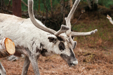 Large horns of a white reindeer © Наталья Фомина