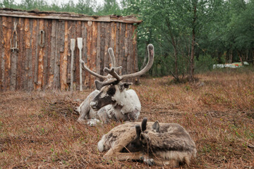 Adult male and baby reindeer © Наталья Фомина